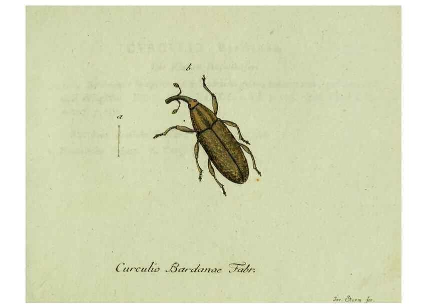 Reproducción/Reproduction 35564188223: Favnae insectorvm Germanicae initia, oder, Deutschlands Insecten /. Nürnberg :In den Felseckerschen Buchhandlung,1796-1813.