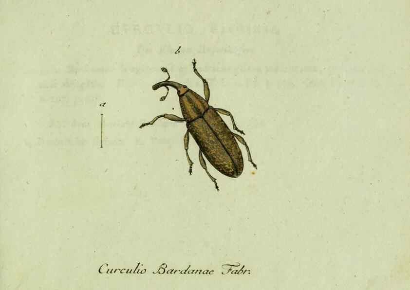 Reproducción/Reproduction 35564188223: Favnae insectorvm Germanicae initia, oder, Deutschlands Insecten /. Nürnberg :In den Felseckerschen Buchhandlung,1796-1813.