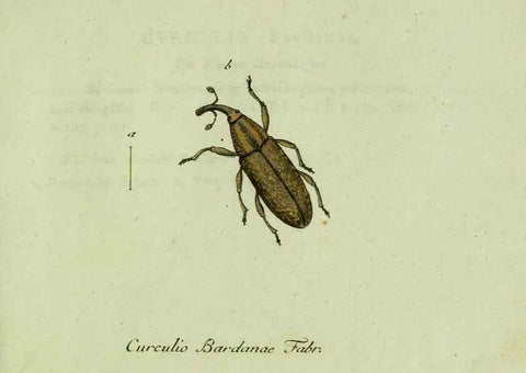 Reproducción/Reproduction 35564188223: Favnae insectorvm Germanicae initia, oder, Deutschlands Insecten /. Nürnberg :In den Felseckerschen Buchhandlung,1796-1813.