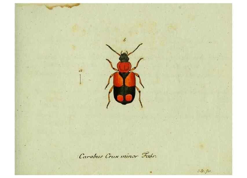 Reproducción/Reproduction 35564121753: Favnae insectorvm Germanicae initia, oder, Deutschlands Insecten /. Nürnberg :In den Felseckerschen Buchhandlung,1796-1813.