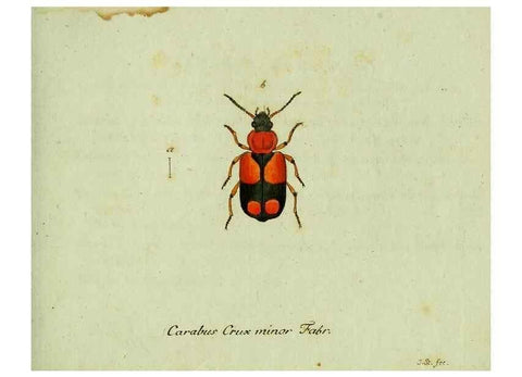 Reproducción/Reproduction 35564121753: Favnae insectorvm Germanicae initia, oder, Deutschlands Insecten /. Nürnberg :In den Felseckerschen Buchhandlung,1796-1813.