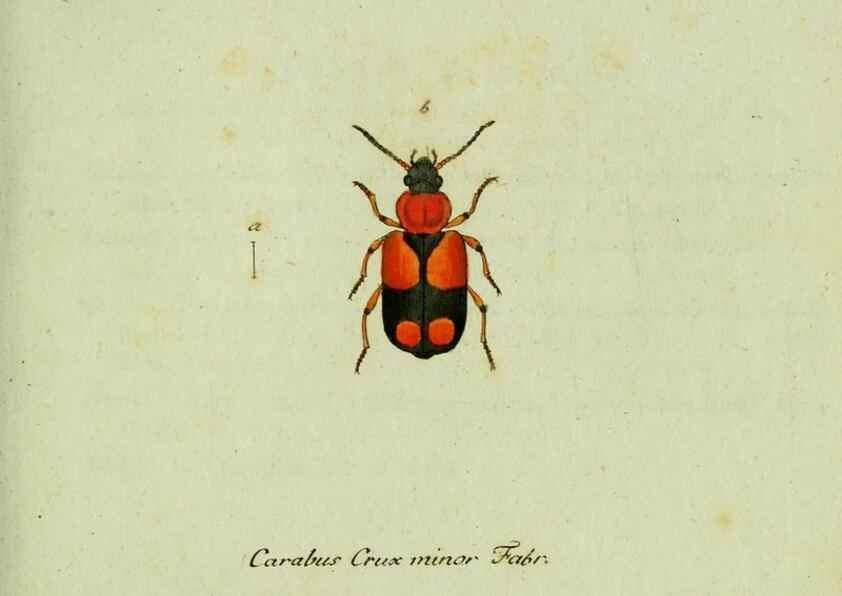 Reproducción/Reproduction 35564121753: Favnae insectorvm Germanicae initia, oder, Deutschlands Insecten /. Nürnberg :In den Felseckerschen Buchhandlung,1796-1813.