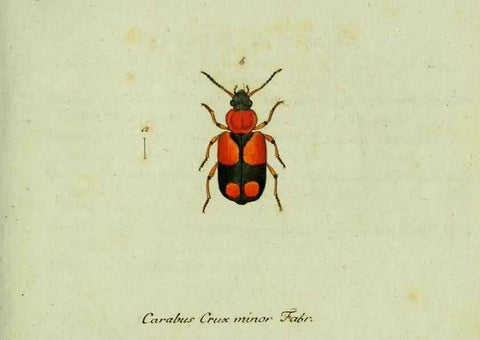 Reproducción/Reproduction 35564121753: Favnae insectorvm Germanicae initia, oder, Deutschlands Insecten /. Nürnberg :In den Felseckerschen Buchhandlung,1796-1813.