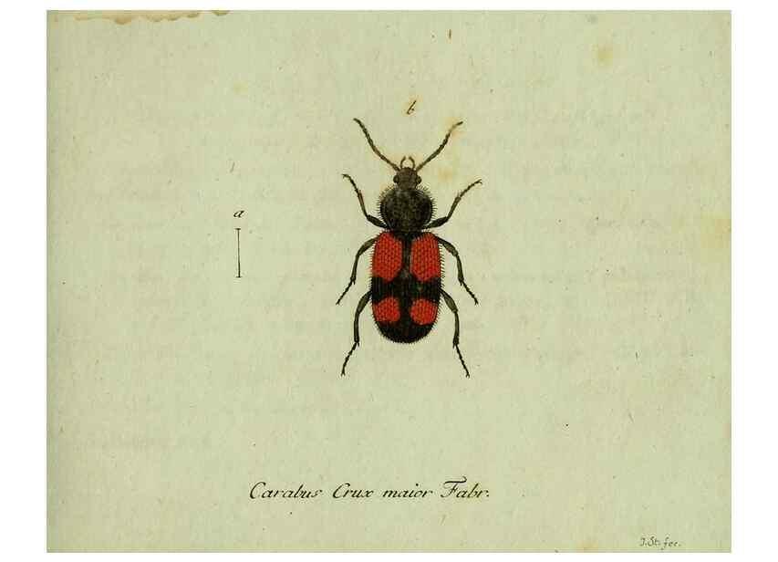 Reproducción/Reproduction 35564119623: Favnae insectorvm Germanicae initia, oder, Deutschlands Insecten /. Nürnberg :In den Felseckerschen Buchhandlung,1796-1813.