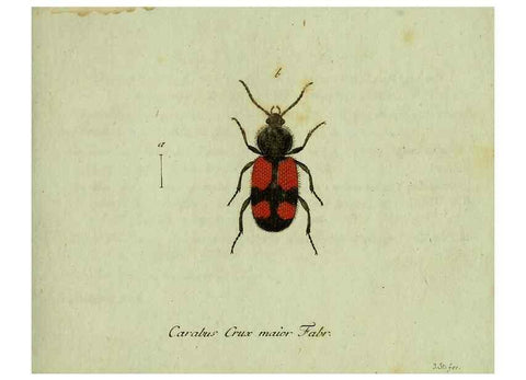 Reproducción/Reproduction 35564119623: Favnae insectorvm Germanicae initia, oder, Deutschlands Insecten /. Nürnberg :In den Felseckerschen Buchhandlung,1796-1813.