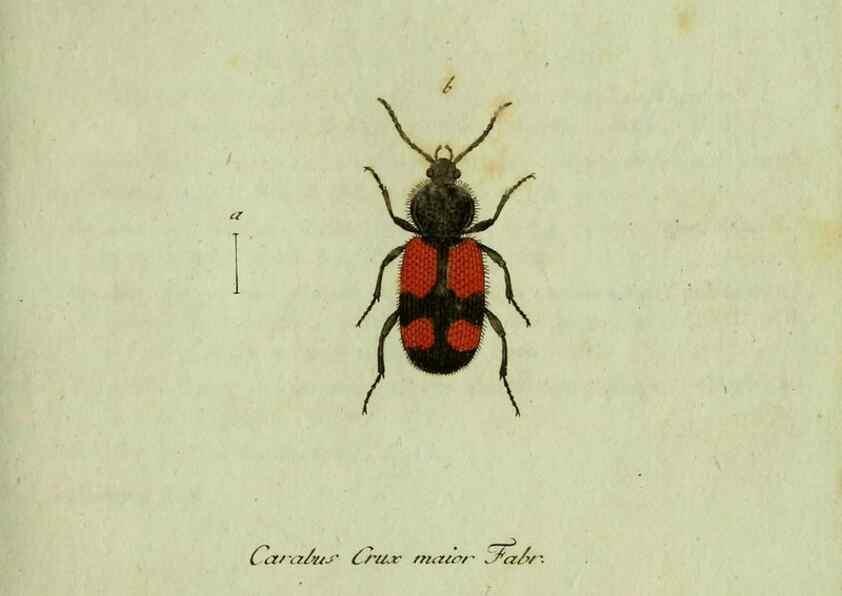 Reproducción/Reproduction 35564119623: Favnae insectorvm Germanicae initia, oder, Deutschlands Insecten /. Nürnberg :In den Felseckerschen Buchhandlung,1796-1813.