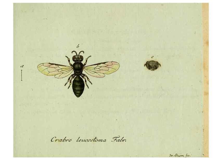 Reproducción/Reproduction 35564117763: Favnae insectorvm Germanicae initia, oder, Deutschlands Insecten /. Nürnberg :In den Felseckerschen Buchhandlung,1796-1813.