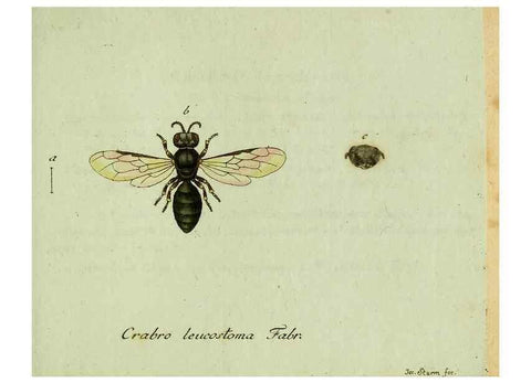 Reproducción/Reproduction 35564117763: Favnae insectorvm Germanicae initia, oder, Deutschlands Insecten /. Nürnberg :In den Felseckerschen Buchhandlung,1796-1813.