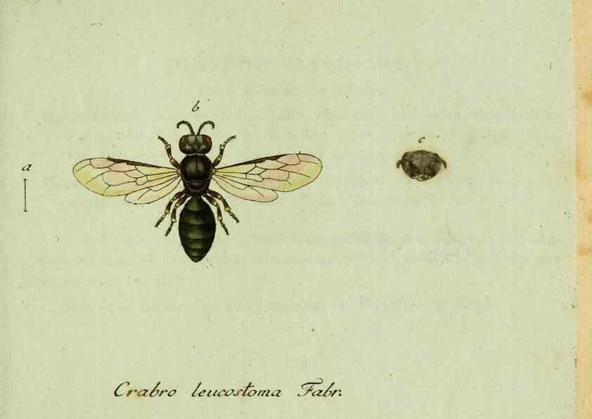 Reproducción/Reproduction 35564117763: Favnae insectorvm Germanicae initia, oder, Deutschlands Insecten /. Nürnberg :In den Felseckerschen Buchhandlung,1796-1813.