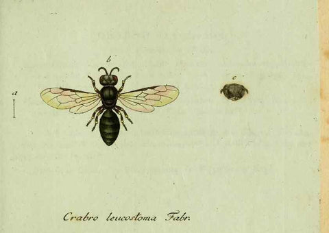 Reproducción/Reproduction 35564117763: Favnae insectorvm Germanicae initia, oder, Deutschlands Insecten /. Nürnberg :In den Felseckerschen Buchhandlung,1796-1813.