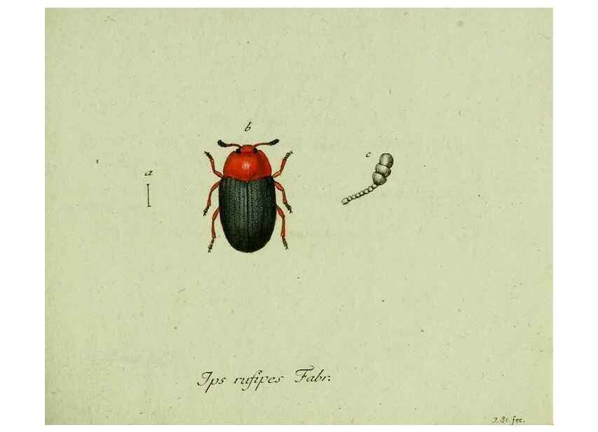 Reproducción/Reproduction 36235722001: Favnae insectorvm Germanicae initia, oder, Deutschlands Insecten /. Nürnberg :In den Felseckerschen Buchhandlung,1796-1813.