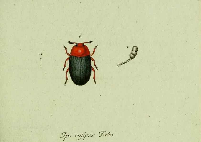 Reproducción/Reproduction 36235722001: Favnae insectorvm Germanicae initia, oder, Deutschlands Insecten /. Nürnberg :In den Felseckerschen Buchhandlung,1796-1813.