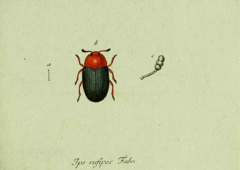 Reproducción/Reproduction 36235722001: Favnae insectorvm Germanicae initia, oder, Deutschlands Insecten /. Nürnberg :In den Felseckerschen Buchhandlung,1796-1813.