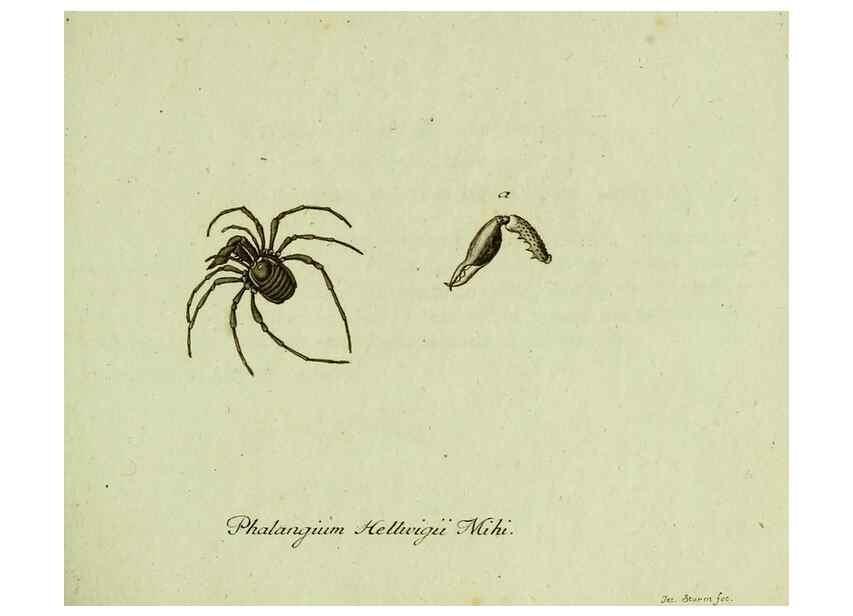 Reproducción/Reproduction 36235723331: Favnae insectorvm Germanicae initia, oder, Deutschlands Insecten /. Nürnberg :In den Felseckerschen Buchhandlung,1796-1813.