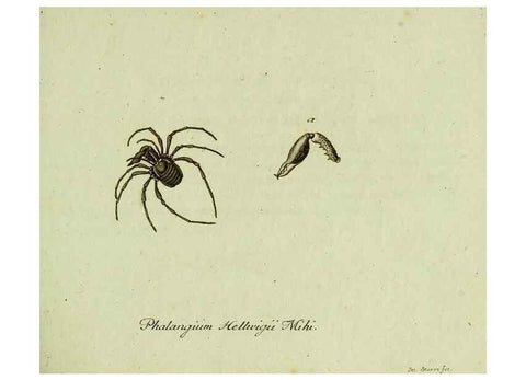Reproducción/Reproduction 36235723331: Favnae insectorvm Germanicae initia, oder, Deutschlands Insecten /. Nürnberg :In den Felseckerschen Buchhandlung,1796-1813.