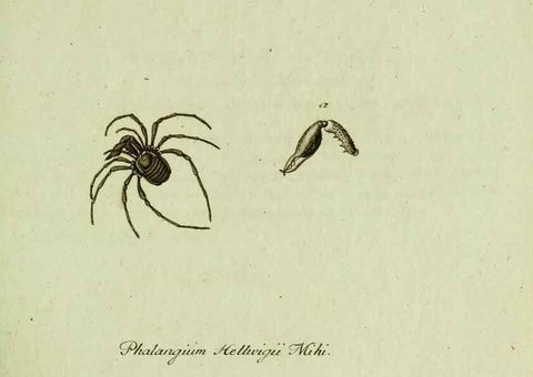 Reproducción/Reproduction 36235723331: Favnae insectorvm Germanicae initia, oder, Deutschlands Insecten /. Nürnberg :In den Felseckerschen Buchhandlung,1796-1813.