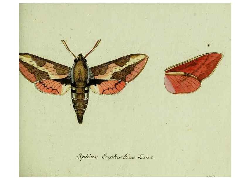 Reproducción/Reproduction 35536564984: Favnae insectorvm Germanicae initia, oder, Deutschlands Insecten /. Nürnberg :In den Felseckerschen Buchhandlung,1796-1813.