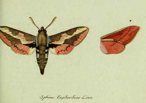 Reproducción/Reproduction 35536564984: Favnae insectorvm Germanicae initia, oder, Deutschlands Insecten /. Nürnberg :In den Felseckerschen Buchhandlung,1796-1813.