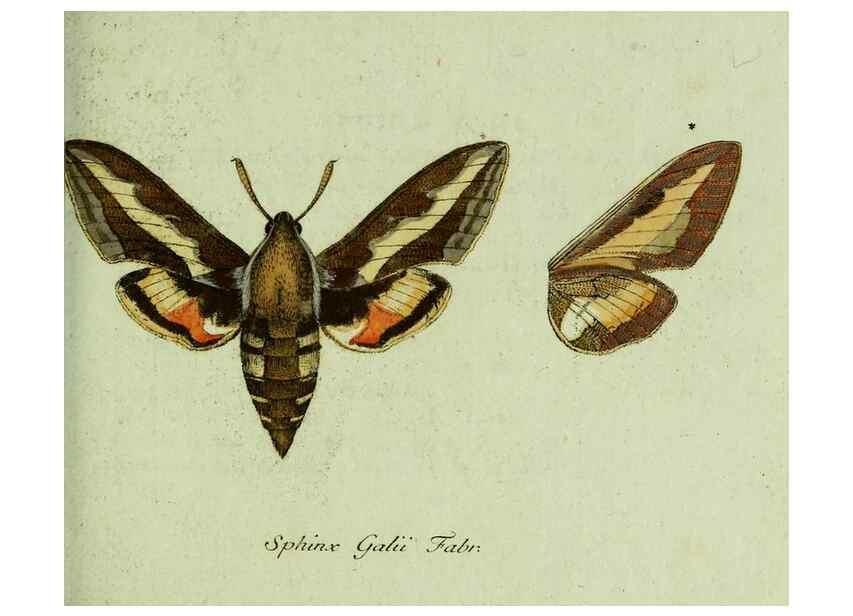 Reproducción/Reproduction 35536567084: Favnae insectorvm Germanicae initia, oder, Deutschlands Insecten /. Nürnberg :In den Felseckerschen Buchhandlung,1796-1813.