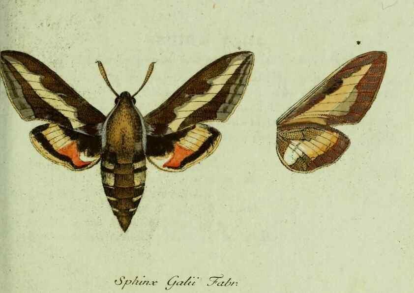 Reproducción/Reproduction 35536567084: Favnae insectorvm Germanicae initia, oder, Deutschlands Insecten /. Nürnberg :In den Felseckerschen Buchhandlung,1796-1813.