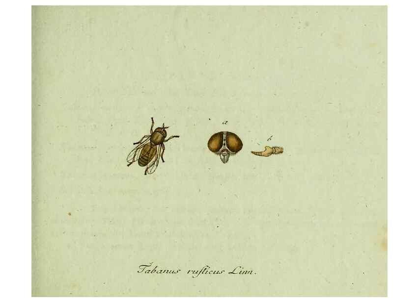 Reproducción/Reproduction 36235730631: Favnae insectorvm Germanicae initia, oder, Deutschlands Insecten /. Nürnberg :In den Felseckerschen Buchhandlung,1796-1813.
