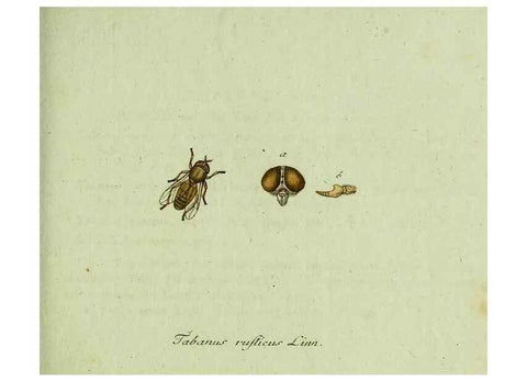 Reproducción/Reproduction 36235730631: Favnae insectorvm Germanicae initia, oder, Deutschlands Insecten /. Nürnberg :In den Felseckerschen Buchhandlung,1796-1813.