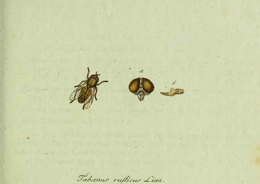 Reproducción/Reproduction 36235730631: Favnae insectorvm Germanicae initia, oder, Deutschlands Insecten /. Nürnberg :In den Felseckerschen Buchhandlung,1796-1813.