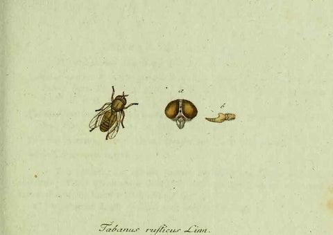 Reproducción/Reproduction 36235730631: Favnae insectorvm Germanicae initia, oder, Deutschlands Insecten /. Nürnberg :In den Felseckerschen Buchhandlung,1796-1813.