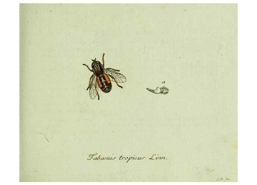 Reproducción/Reproduction 35536571674: Favnae insectorvm Germanicae initia, oder, Deutschlands Insecten /. Nürnberg :In den Felseckerschen Buchhandlung,1796-1813.