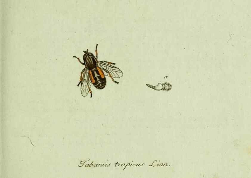 Reproducción/Reproduction 35536571674: Favnae insectorvm Germanicae initia, oder, Deutschlands Insecten /. Nürnberg :In den Felseckerschen Buchhandlung,1796-1813.