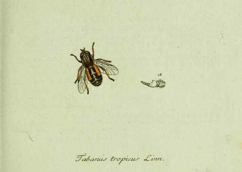Reproducción/Reproduction 35536571674: Favnae insectorvm Germanicae initia, oder, Deutschlands Insecten /. Nürnberg :In den Felseckerschen Buchhandlung,1796-1813.