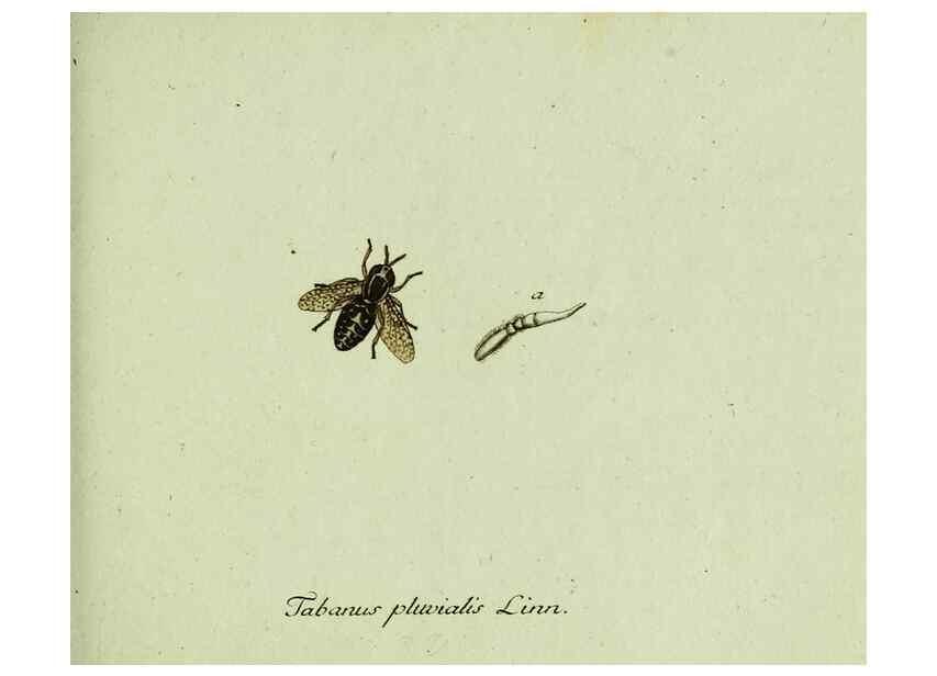 Reproducción/Reproduction 36235735751: Favnae insectorvm Germanicae initia, oder, Deutschlands Insecten /. Nürnberg :In den Felseckerschen Buchhandlung,1796-1813.