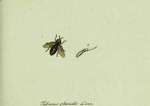 Reproducción/Reproduction 36235735751: Favnae insectorvm Germanicae initia, oder, Deutschlands Insecten /. Nürnberg :In den Felseckerschen Buchhandlung,1796-1813.