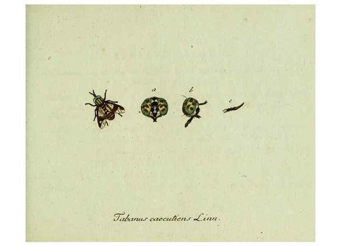 Reproducción/Reproduction 36235738681: Favnae insectorvm Germanicae initia, oder, Deutschlands Insecten /. Nürnberg :In den Felseckerschen Buchhandlung,1796-1813.