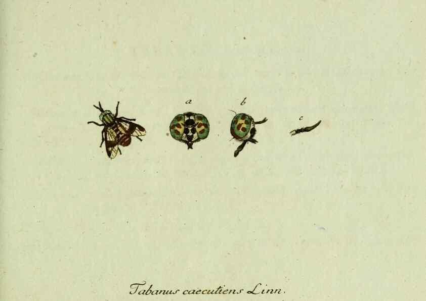Reproducción/Reproduction 36235738681: Favnae insectorvm Germanicae initia, oder, Deutschlands Insecten /. Nürnberg :In den Felseckerschen Buchhandlung,1796-1813.