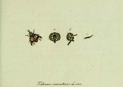 Reproducción/Reproduction 36235738681: Favnae insectorvm Germanicae initia, oder, Deutschlands Insecten /. Nürnberg :In den Felseckerschen Buchhandlung,1796-1813.