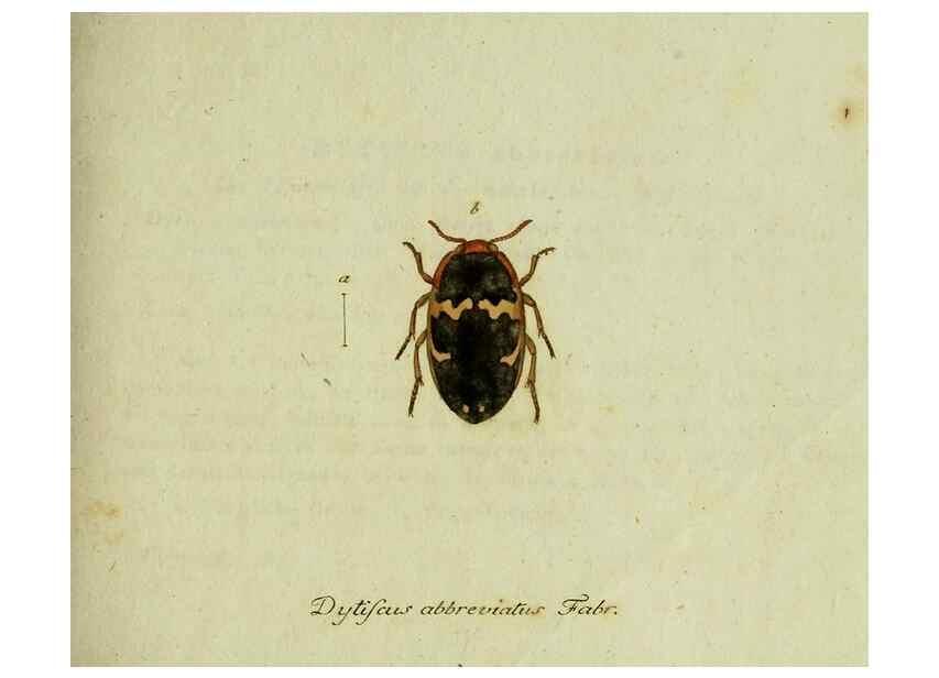 Reproducción/Reproduction 36235741081: Favnae insectorvm Germanicae initia, oder, Deutschlands Insecten /. Nürnberg :In den Felseckerschen Buchhandlung,1796-1813.