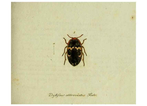 Reproducción/Reproduction 36235741081: Favnae insectorvm Germanicae initia, oder, Deutschlands Insecten /. Nürnberg :In den Felseckerschen Buchhandlung,1796-1813.