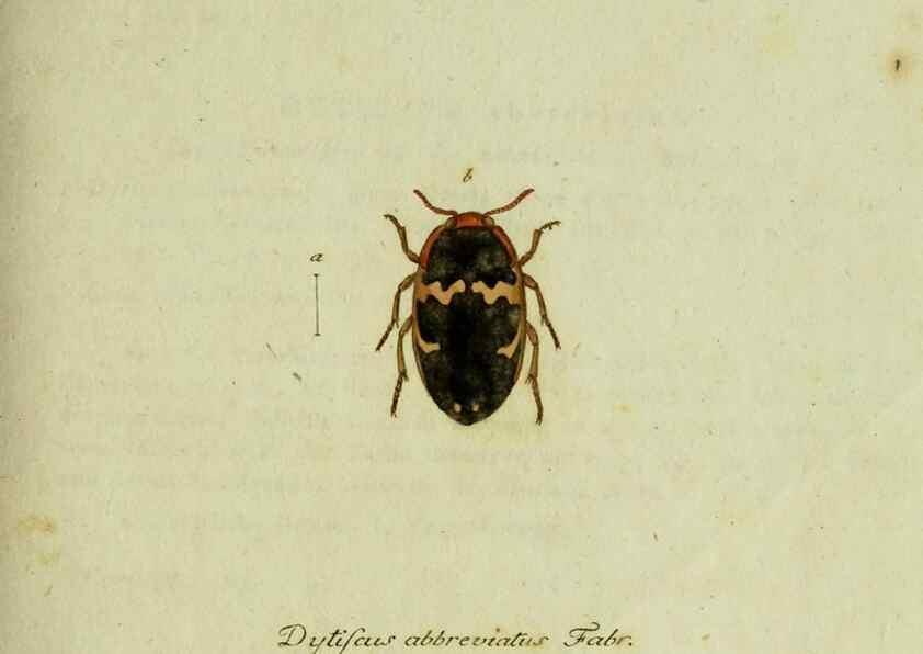 Reproducción/Reproduction 36235741081: Favnae insectorvm Germanicae initia, oder, Deutschlands Insecten /. Nürnberg :In den Felseckerschen Buchhandlung,1796-1813.