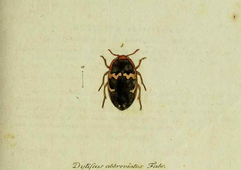 Reproducción/Reproduction 36235741081: Favnae insectorvm Germanicae initia, oder, Deutschlands Insecten /. Nürnberg :In den Felseckerschen Buchhandlung,1796-1813.