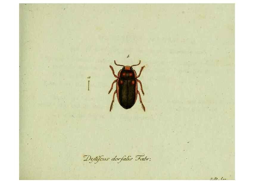 Reproducción/Reproduction 36235745011: Favnae insectorvm Germanicae initia, oder, Deutschlands Insecten /. Nürnberg :In den Felseckerschen Buchhandlung,1796-1813.