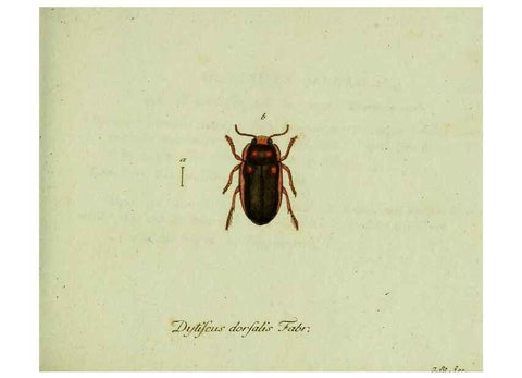Reproducción/Reproduction 36235745011: Favnae insectorvm Germanicae initia, oder, Deutschlands Insecten /. Nürnberg :In den Felseckerschen Buchhandlung,1796-1813.