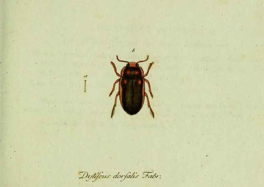Reproducción/Reproduction 36235745011: Favnae insectorvm Germanicae initia, oder, Deutschlands Insecten /. Nürnberg :In den Felseckerschen Buchhandlung,1796-1813.