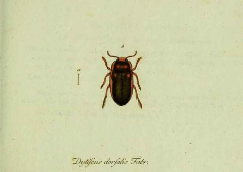 Reproducción/Reproduction 36235745011: Favnae insectorvm Germanicae initia, oder, Deutschlands Insecten /. Nürnberg :In den Felseckerschen Buchhandlung,1796-1813.