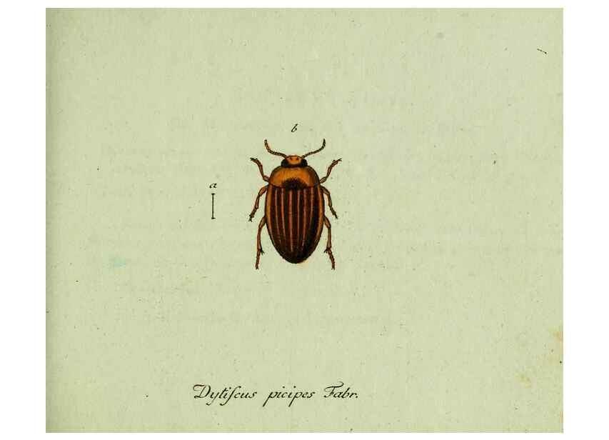 Reproducción/Reproduction 35975557420: Favnae insectorvm Germanicae initia, oder, Deutschlands Insecten /. Nürnberg :In den Felseckerschen Buchhandlung,1796-1813.
