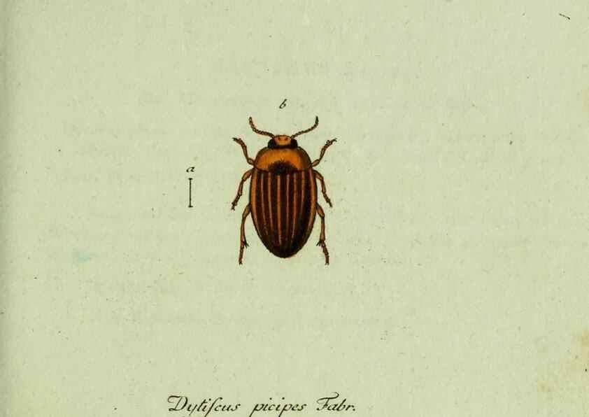 Reproducción/Reproduction 35975557420: Favnae insectorvm Germanicae initia, oder, Deutschlands Insecten /. Nürnberg :In den Felseckerschen Buchhandlung,1796-1813.