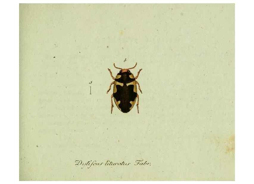 Reproducción/Reproduction 35564054053: Favnae insectorvm Germanicae initia, oder, Deutschlands Insecten /. Nürnberg :In den Felseckerschen Buchhandlung,1796-1813.