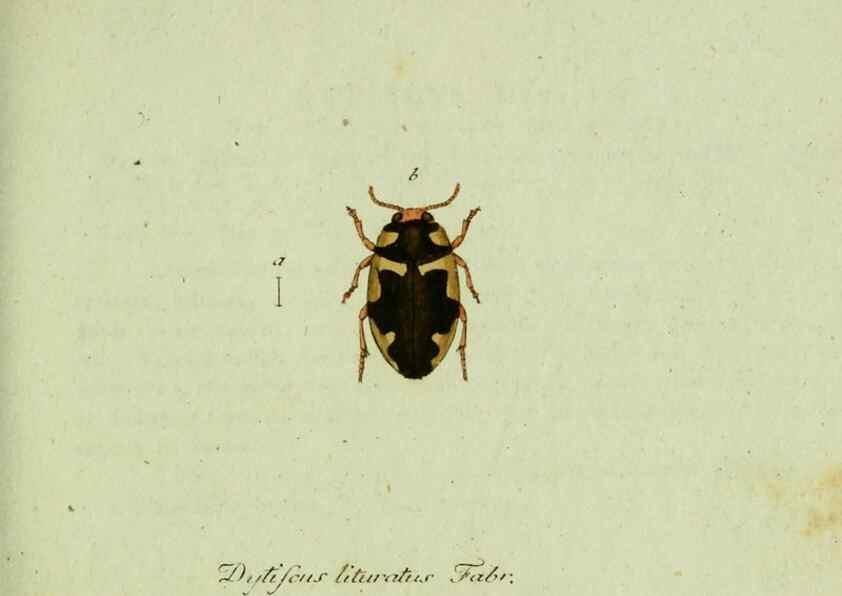 Reproducción/Reproduction 35564054053: Favnae insectorvm Germanicae initia, oder, Deutschlands Insecten /. Nürnberg :In den Felseckerschen Buchhandlung,1796-1813.