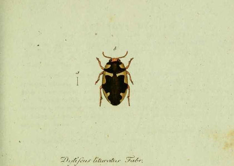 Reproducción/Reproduction 35564054053: Favnae insectorvm Germanicae initia, oder, Deutschlands Insecten /. Nürnberg :In den Felseckerschen Buchhandlung,1796-1813.