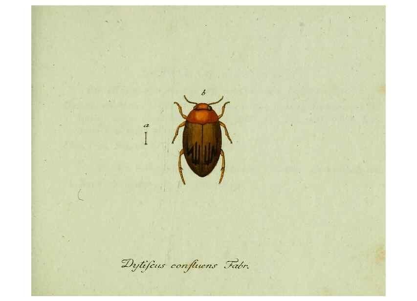 Reproducción/Reproduction 36204164912: Favnae insectorvm Germanicae initia, oder, Deutschlands Insecten /. Nürnberg :In den Felseckerschen Buchhandlung,1796-1813.